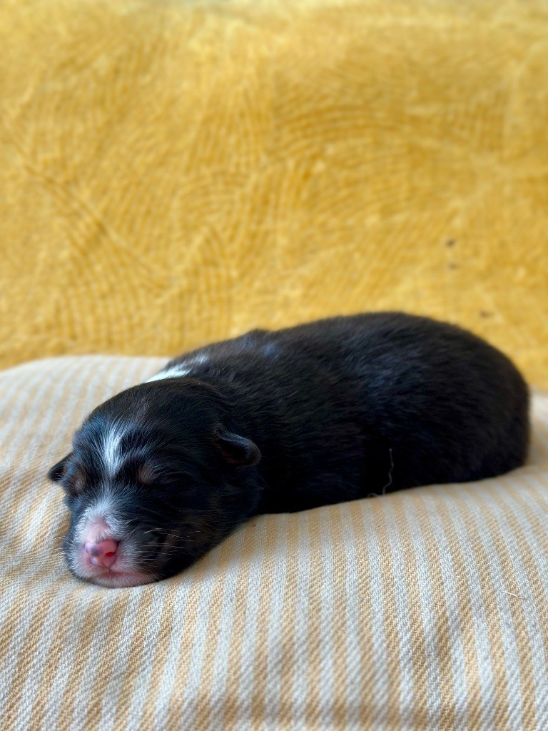 Femelle noir tricolore 2 - Berger Australien