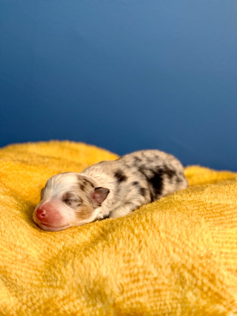 Mâle bleu merle 1 - Berger Australien