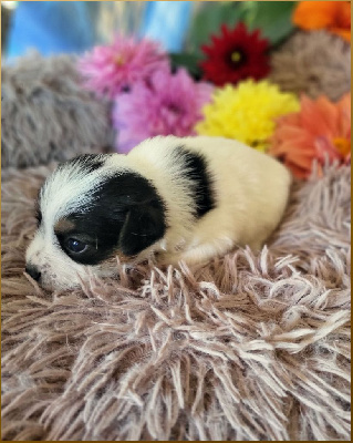 Les chiots de Jack Russell Terrier