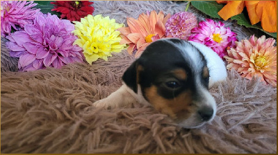 Les chiots de Jack Russell Terrier