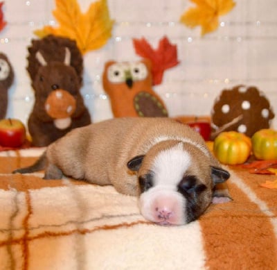 Femelle 1 - American Staffordshire Terrier