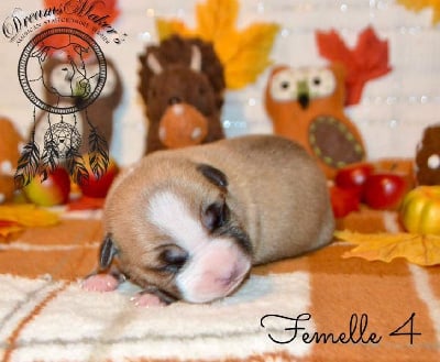 Femelle 4 - American Staffordshire Terrier