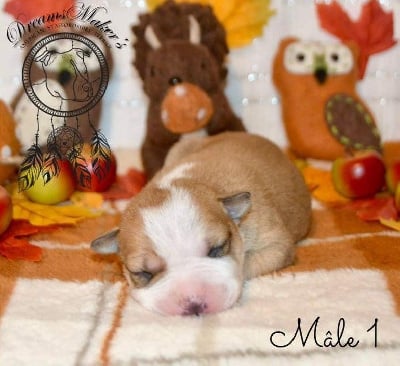 Les chiots de American Staffordshire Terrier