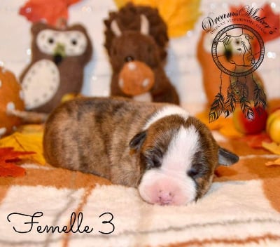 Femelle 3 - American Staffordshire Terrier