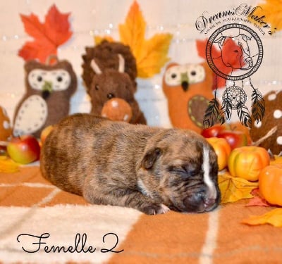 Femelle 2 - American Staffordshire Terrier