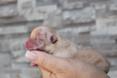 Les chiots de Spitz allemand