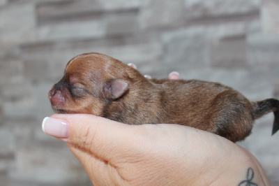 Les chiots de Spitz allemand