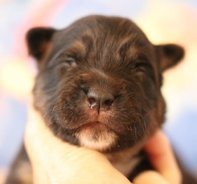 Les chiots de Berger Australien