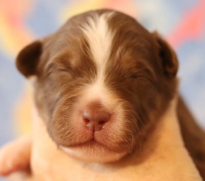 Les chiots de Berger Australien