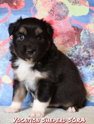 Les chiots de Berger Australien