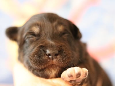 Les chiots de Berger Australien