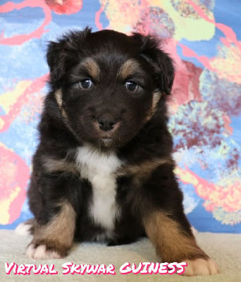 Les chiots de Berger Australien