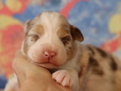 Les chiots de Berger Australien