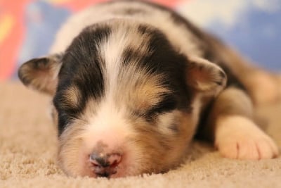 Les chiots de Berger Australien