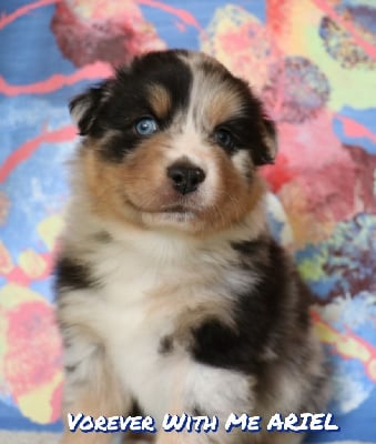 Les chiots de Berger Australien