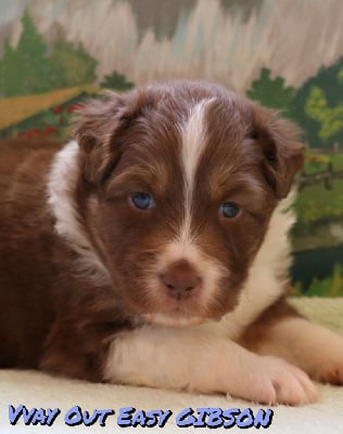 Les chiots de Berger Australien