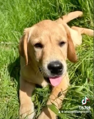 Les chiots de Labrador Retriever