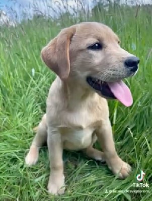 Les chiots de Labrador Retriever