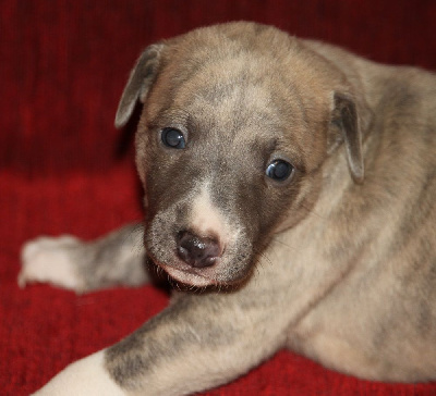 Les chiots de Whippet