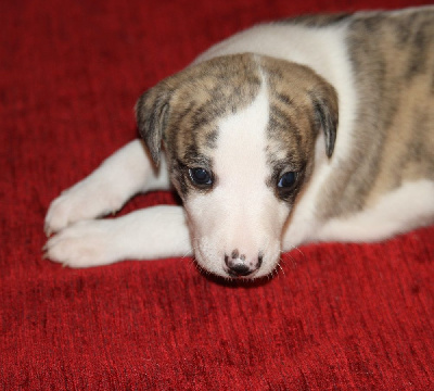 Les chiots de Whippet