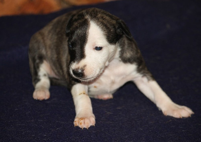 Les chiots de Whippet