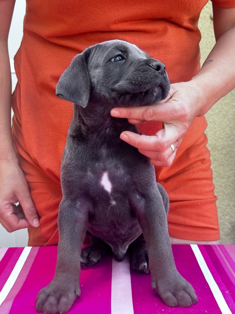 CHIOT - Cane Corso