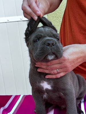 Les chiots de Cane Corso