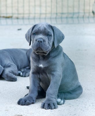 Les chiots de Cane Corso