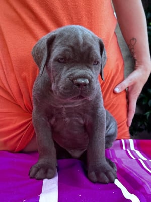 Les chiots de Cane Corso