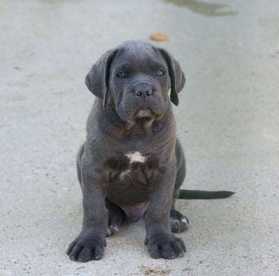 Les chiots de Cane Corso