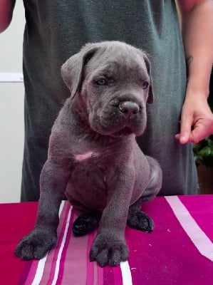 Les chiots de Cane Corso