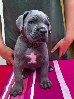 Les chiots de Cane Corso