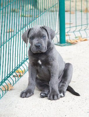 Les chiots de Cane Corso