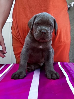 Les chiots de Cane Corso