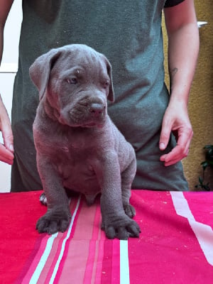 Les chiots de Cane Corso