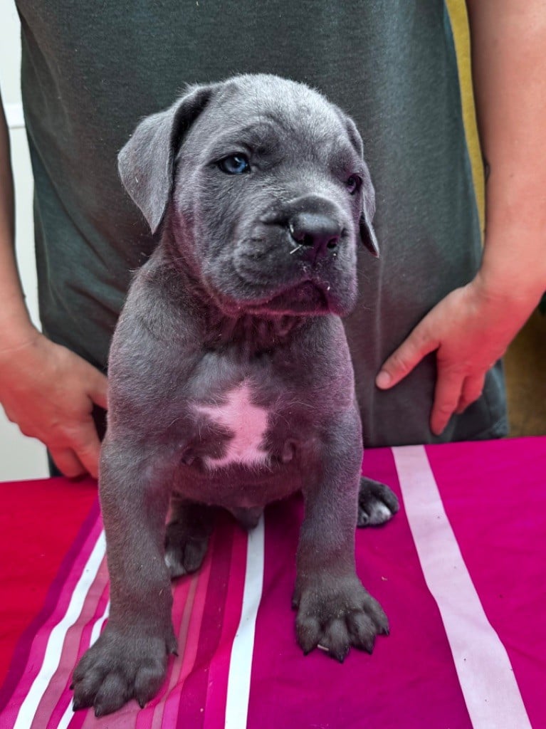 CHIOT - Cane Corso