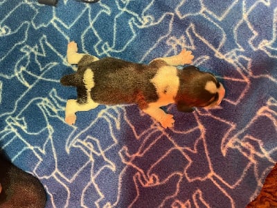 MALE 2 - Beagle