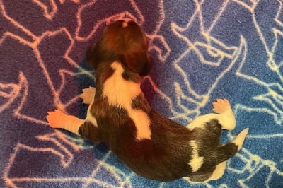 MALE 5 - Beagle