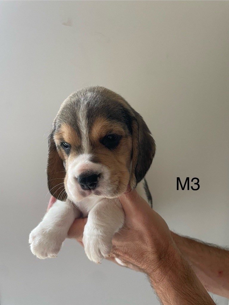 MALE - Beagle