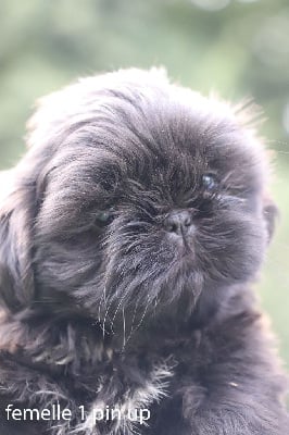 Les chiots de Shih Tzu