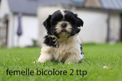 CHIOT 4 - Shih Tzu