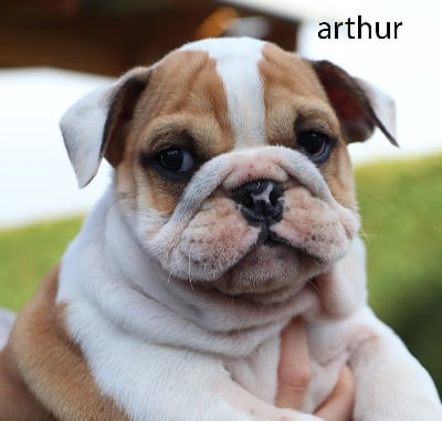 ARTHUR - Bulldog Anglais