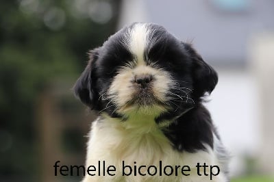 CHIOT 5 - Shih Tzu