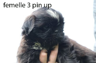 femelle noire - Shih Tzu