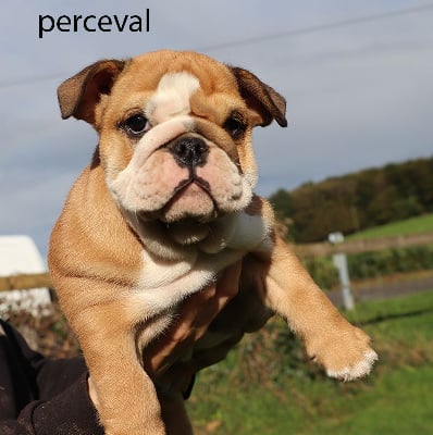 PERCEVAL - Bulldog Anglais