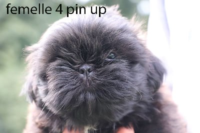 femelle noire - Shih Tzu