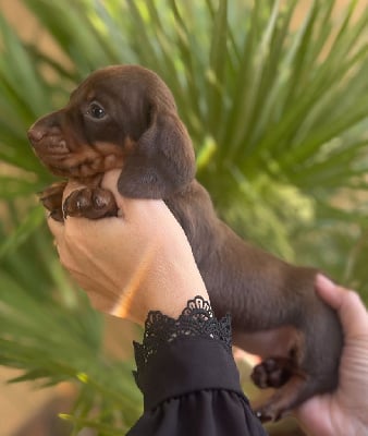 Les chiots de Teckel poil ras