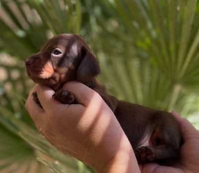 Les chiots de Teckel poil ras