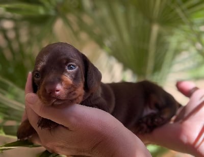 Les chiots de Teckel poil ras