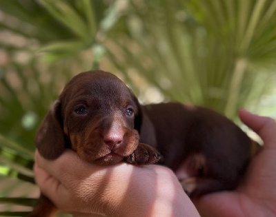 Les chiots de Teckel poil ras